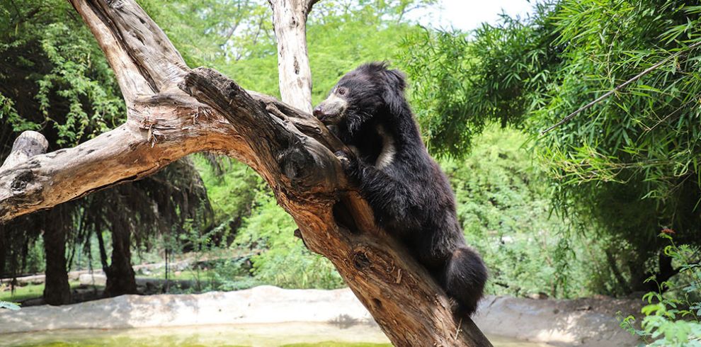 bear-wildlife-sos-incredible-india-tour