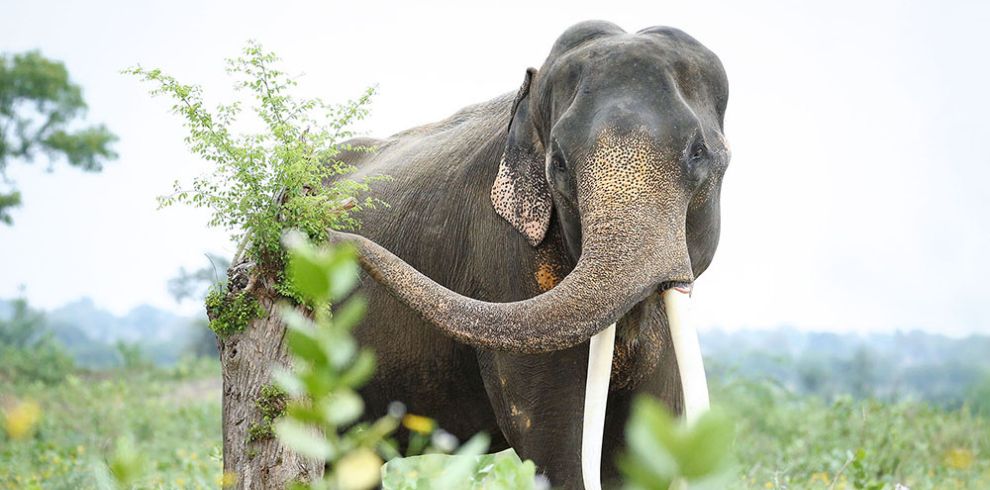 elephant-wildlife-sos-incredible-india-tour