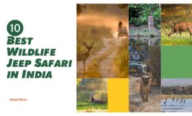 10 Best Wildlife Jeep Safari in India