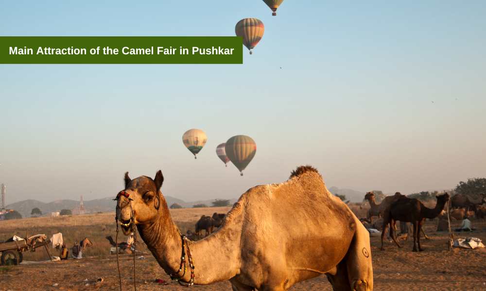 Main Attraction of the Camel Fair in Pushkar